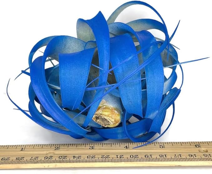 XL Xerographica Colored Air Plant, Live Tillandsia House Plant, Easy Care Indoor Outdoor, Great Gift, Healthy Arrival Guaranteed (Blue)