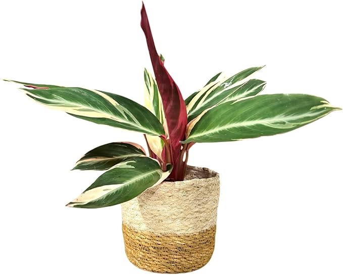Live Plant Stromanthe Triostar, Pet-Friendly, Tricolor Prayer Plant, 12-16" Tall, Indoor Plant, Easy to Care, Rare Plant, 4.7 inch Decorative Pot (Brown Jute)