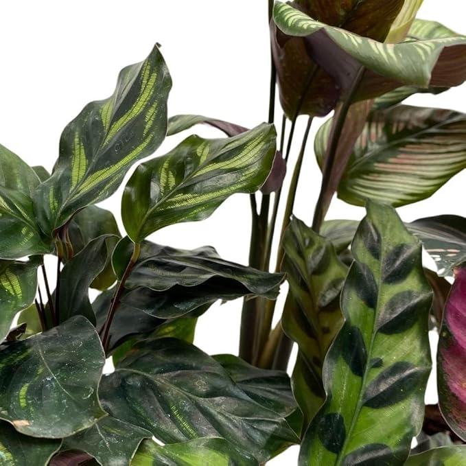 BubbleBlooms Calathea Assortment, 2 inch Set of 5, Peacock Prayer Plant Set Regal Indoor Foliage