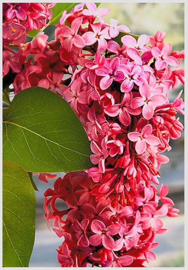 Red Pixie Lilac Shrub – Fragrant Reblooming Lilac Bush | Cold Hardy, Drought Resistant & Low Maintenance | Attracts Butterflies & Bees | Perfect for Small Gardens & Containers – Live Plant
