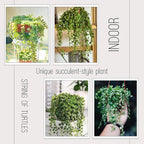 String of Turtles Live Plant, Rare Succulent Houseplant Indoor Home Decoration