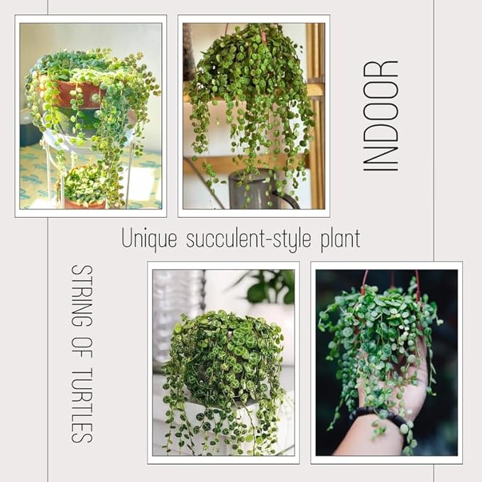 String of Turtles Live Plant, Rare Succulent Houseplant Indoor Home Decoration