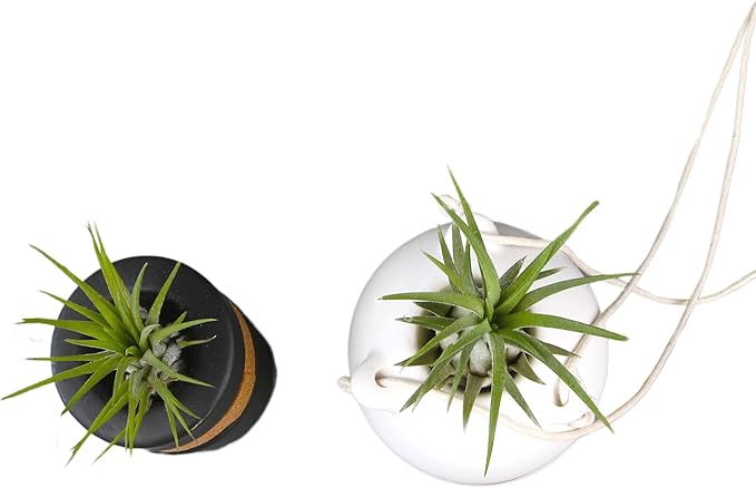 Live Air Plants with Decorative Black & White Air Plant Holder Duo (2-pack), Easy Plant Gift, Non-Toxic & Pet Friendly Plants, Air Plants Live Plants in Small Plant Pots, Home Decor by Plants for Pets