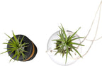Live Air Plants with Decorative Black & White Air Plant Holder Duo (2-pack), Easy Plant Gift, Non-Toxic & Pet Friendly Plants, Air Plants Live Plants in Small Plant Pots, Home Decor by Plants for Pets