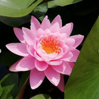 (Nymphaea Ellisiana) Hardy Water Lily Tuber Live Water Plants for Pond Balcony Porch Decorations by Greenpro