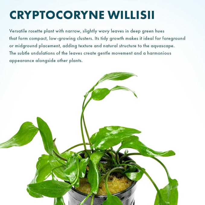 SubstrateSource Cryptocoryne Live Aquarium Plants - Freshwater Plant for Aquariums, Planted Fish Tanks - Beginner Friendly (Willisii, 1 Pot (3-5 Plants))