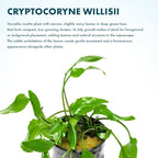 SubstrateSource Cryptocoryne Live Aquarium Plants - Freshwater Plant for Aquariums, Planted Fish Tanks - Beginner Friendly (Willisii, 1 Pot (3-5 Plants))