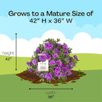 Encore Azalea 1 Gal. Autumn Majesty Azalea Shrub