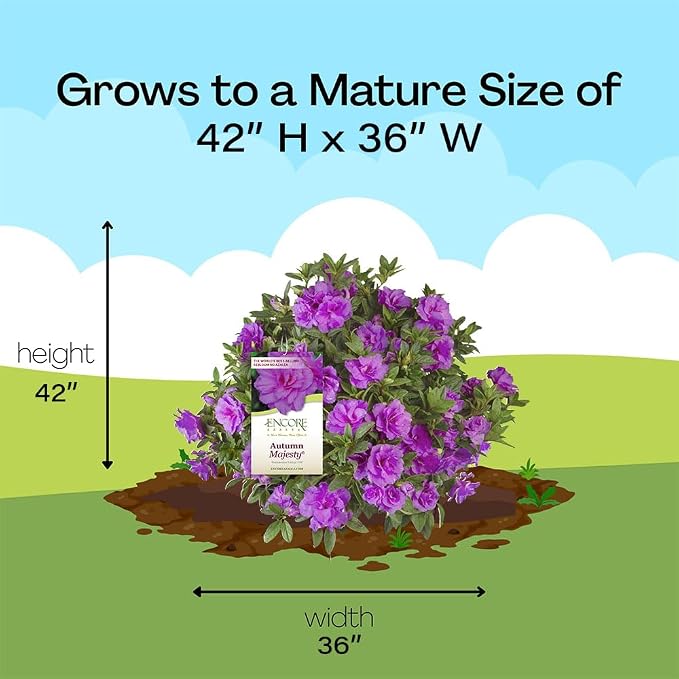 Encore Azalea 1 Gal. Autumn Majesty Azalea Shrub