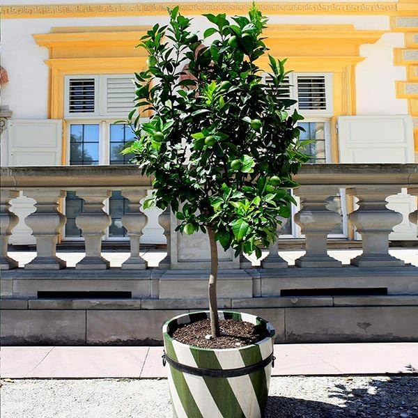 Brighter Blooms - Persian 'Bearss' Lime Tree, 3-4 ft. - No Shipping to AK, AL, AZ, CA, FL, GA, HI, LA, MS, OR, TX