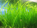 Marcus Fish Tanks 6 Jungle Val - Jungle Vallisneria Live Aquarium Freshwater Plants