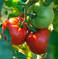Big Boy Tomato Live Vegetable Plants, 4-Pack