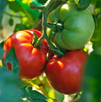 Big Boy Tomato Live Vegetable Plants, 4-Pack