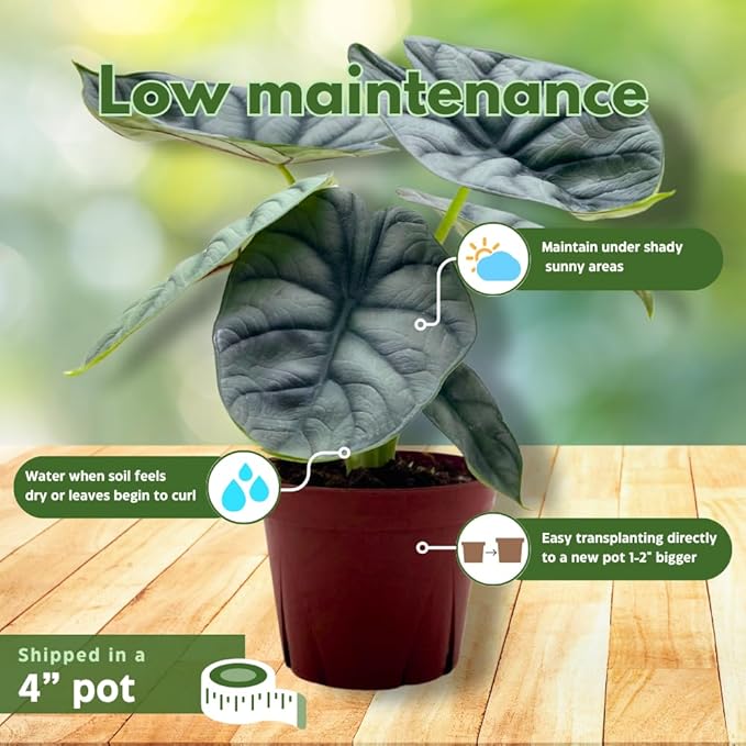 Alocasia Silver Dragon, Super Rare Jewel Alocasia, in 4 inch Pot, Alocasia baginda