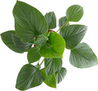 Shop Succulents Homelomena Emerald Gem, Live Indoor Plant, Low Maintenance Tropical Houseplant with Glossy Green Leaves, Ideal for Home Decor, Office, and Room Enhancement, 6 Inch Nursery Pot