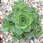 Mountain Rose Succulent Greenovia Dodrentalis Live Plant in 2-Inch Pot | Unique Rose-Shaped Crassulaceae for Indoor Home and Office Decor
