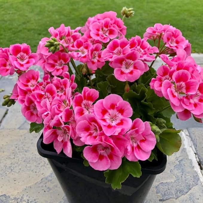 Set 2 Geranium Plants Live, 4-9 Inches Tall, Hardy Flowering Geraniums for Garden or Pots, Fragrant Perennial Blooms (Pink Geranium)
