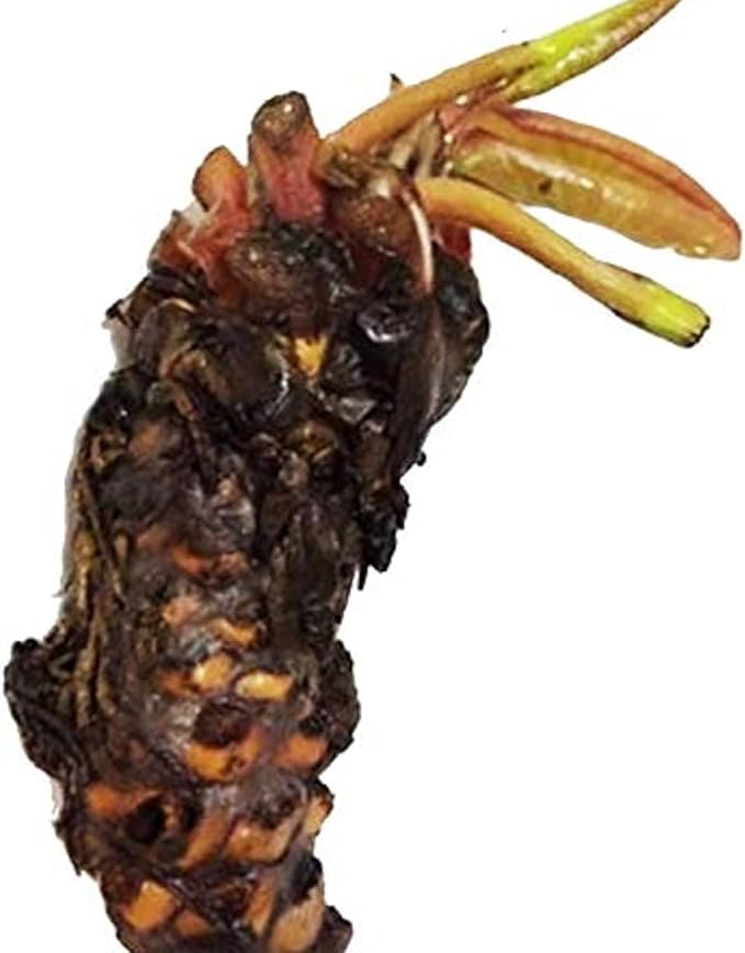 (Nymphaea Ellisiana) Hardy Water Lily Tuber Live Water Plants for Pond Balcony Porch Decorations by Greenpro