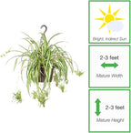 Perfect Plants Spider Plant in 8in. Hanging Basket | Live Houseplant for Indoor Growing | Easy to Care for & Keep Alive | Beautiful Green & White Variegated Leaves