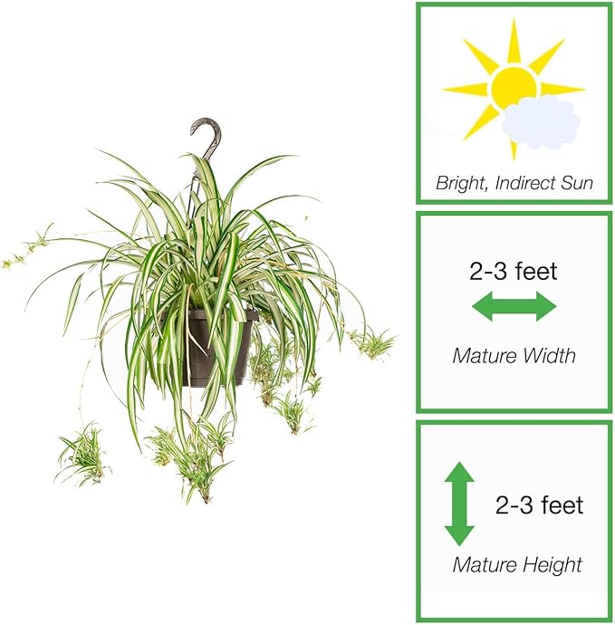 Perfect Plants Spider Plant in 8in. Hanging Basket | Live Houseplant for Indoor Growing | Easy to Care for & Keep Alive | Beautiful Green & White Variegated Leaves