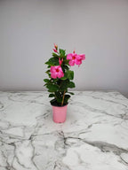 Pink Mandevilla Plant with Trellis - Live Flowering Plant - Tropical Plants of Florida - 18" to 20" Overall Height, 18" Hoop - 1 Gallon (Plant Only)