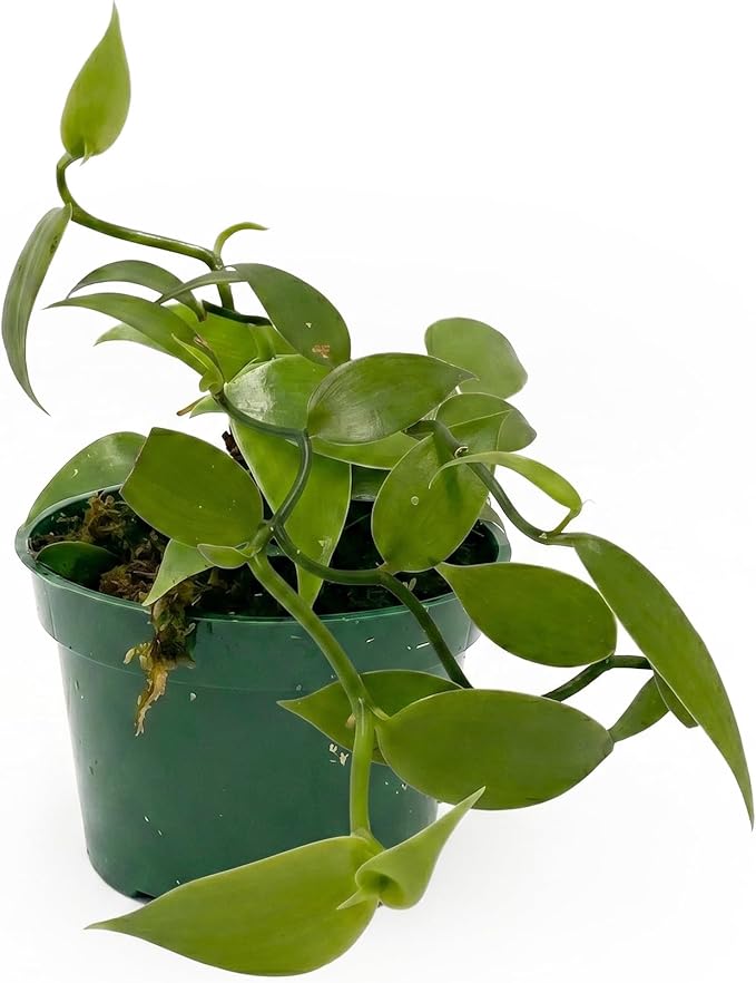Live Vanilla planifolia Orchid Plant - 'Vanilla Orchid' - ragnaroc Tropical Plant 3-6" Tall - 4ct - Live Arrival Guaranteed - House Plants for Home Décor & Gift