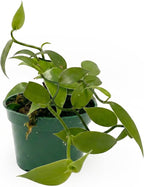 Live Vanilla planifolia Orchid Plant - 'Vanilla Orchid' - ragnaroc Tropical Plant 3-6" Tall - 4ct - Live Arrival Guaranteed - House Plants for Home Décor & Gift
