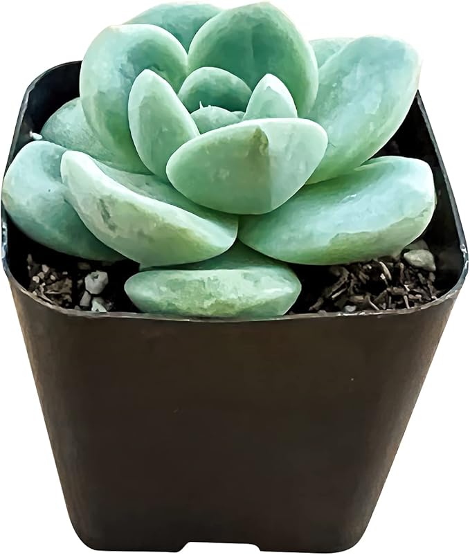Sprout N Green Echeveria 'Ice Green', Mini Live Succulent Fully Rooted in 2" Pot, House Plant for Indoor Outdoor Home Office Wedding Decoration Party Favor, Pets Friendly, Easy to Care