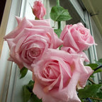 Pearly Gates Peachy Climbing Rose Live Plant, Can Grow As Rose Bushes Shrubs, Fragrant Ready to Plant, Starter Size, 5 to 10 Inc Tall, Dormant in Winter