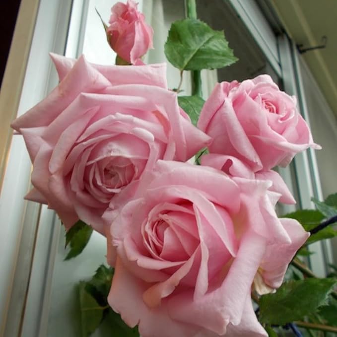 Pearly Gates Peachy Climbing Rose Live Plant, Can Grow As Rose Bushes Shrubs, Fragrant Ready to Plant, Starter Size, 5 to 10 Inc Tall, Dormant in Winter
