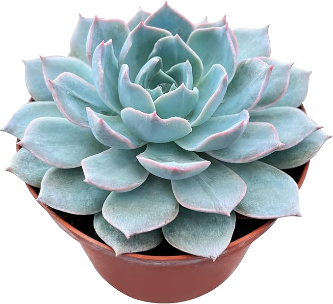 Sprout N Green 4" Echeveria Desmetiana De Smelt, 1-Pack Live Rare Succulent Potted, Real House Plant for Party Favors Home Indoor Outdoor Garden Wedding Decoration DIY Projects