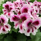 10+ Violet Double Hardy Geranium Seeds for Planting Outdoor-Rare Perennial Cranesbill Geraniums Seeds Flower Non-GMO Heirloom for Garden Home Attract Pollinators