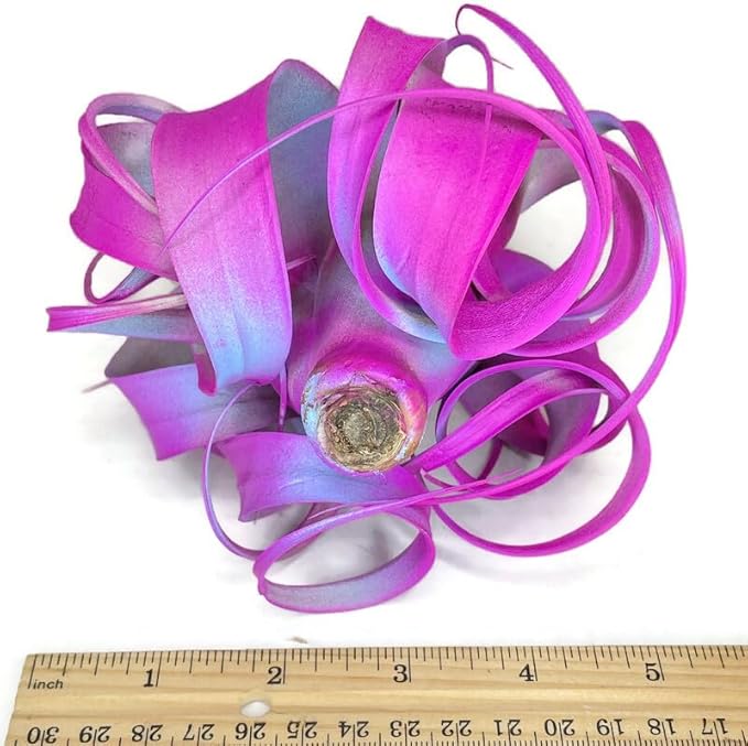 XL Xerographica Colored Air Plant, Live Tillandsia House Plant, Easy Care Indoor Outdoor, Great Gift, Healthy Arrival Guaranteed (Rainbow)