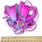 XL Xerographica Colored Air Plant, Live Tillandsia House Plant, Easy Care Indoor Outdoor, Great Gift, Healthy Arrival Guaranteed (Rainbow)