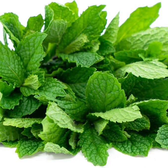 Spearmint Plants Live, Mint Plants for Inside and Home Décor, 3-Inch Potted Fresh Herb for Kitchen Gardens and Indoor Outdoor Growing