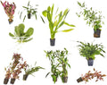 Beginner's 10-Pack Aquarium Live Plants Bundle - Ideal for Freshwater Tanks - Easy Care, Low Maintenance, & Vibrant Greenery for a Thriving Aquatic Habitat - 10 Plant Bundle