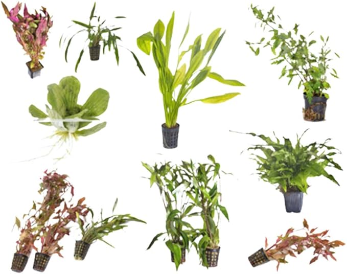 Beginner's 10-Pack Aquarium Live Plants Bundle - Ideal for Freshwater Tanks - Easy Care, Low Maintenance, & Vibrant Greenery for a Thriving Aquatic Habitat - 10 Plant Bundle