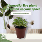 BubbleBlooms White Hypoestes phyllostachya 2 inch Set of 3 Flamingo Polka Dot Plant Tiny Mini Pixie Plants