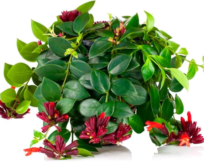 Lipstick Plant Live Plant for Indoor | Different Houseplants in 4'' & 6'' Pot | Real House Plant for Living Room, Office, Desk & Bathroom | Lipstick Plant | Aeschynanthus