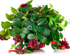 Lipstick Plant Live Plant for Indoor | Different Houseplants in 4'' & 6'' Pot | Real House Plant for Living Room, Office, Desk & Bathroom | Lipstick Plant | Aeschynanthus