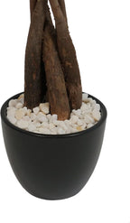 Athena's Garden Money Tree Plant Indoor Live Plant Pachira Money Tree with Ceramic Planter 18 Inches Tall, Black Pot - White Rocks, Medium