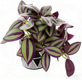 7" Artificial Tradescantia Zebrina Plant in Geometric Ceramic Pot, Lifelike Purple Variegated Vine 8" Wide Faux Indoor Plant for Home Office Desk Shelf Bathroom Decor