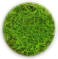 SubstrateSource Live Plants - Eleocharis Parvula 'Mini' (Eleocharis parvula) - Medium to High Light, Bright Green Accent Aquatic Plant, Foreground Placement for Aquascaping - Tissue Culture, 1 Pack