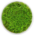 SubstrateSource Live Plants - Eleocharis Parvula 'Mini' (Eleocharis parvula) - Medium to High Light, Bright Green Accent Aquatic Plant, Foreground Placement for Aquascaping - Tissue Culture, 1 Pack