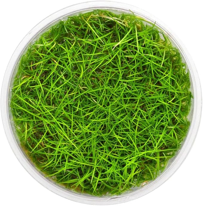 SubstrateSource Live Plants - Eleocharis Parvula 'Mini' (Eleocharis parvula) - Medium to High Light, Bright Green Accent Aquatic Plant, Foreground Placement for Aquascaping - Tissue Culture, 1 Pack