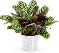 Calathea Burle Marx Live Plant - Air Purifier Indoor Plant for Home & Room Decor - Elegant Calathea House Plant - Vibrant Plants Live Houseplants - Perfect Live Plant for Plant Decor