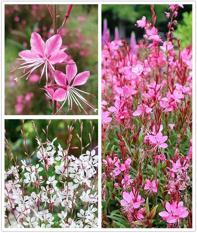 100PCS Gaura Lindheimeri Flower Seeds Wildflower Flower Seeds Heirloom