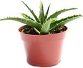 Live Aloe Succulent Plant – Fully Rooted Large 4-Inch Aloe Succulent (Aloe Morning Dew)