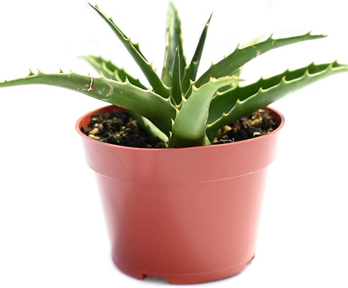 Live Aloe Succulent Plant – Fully Rooted Large 4-Inch Aloe Succulent (Aloe Morning Dew)