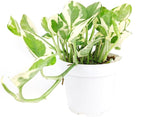 Pothos N'joy (4 inch) - Air-Purifying Houseplants - 4/6 inch Unique Live Decorative Houseplants - Low-Maintenance Indoor Plants, House Warming Gift, Natural Air Purifier